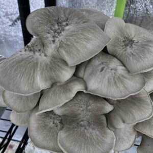 Black Pearl Mushroom p/lb