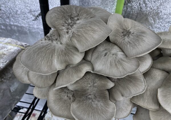 Black Pearl Mushroom p/lb