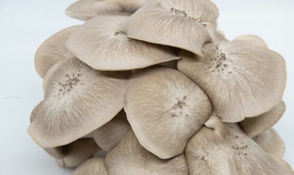 Black Pearl Mushroom p/lb - Image 3