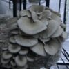 Black Pearl Mushroom p/lb - Image 2