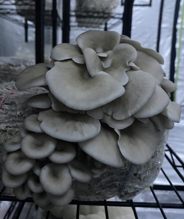Blue Osyter Mushroom p/lb - Image 2