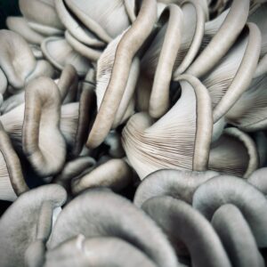 Blue Osyter Mushroom p/lb