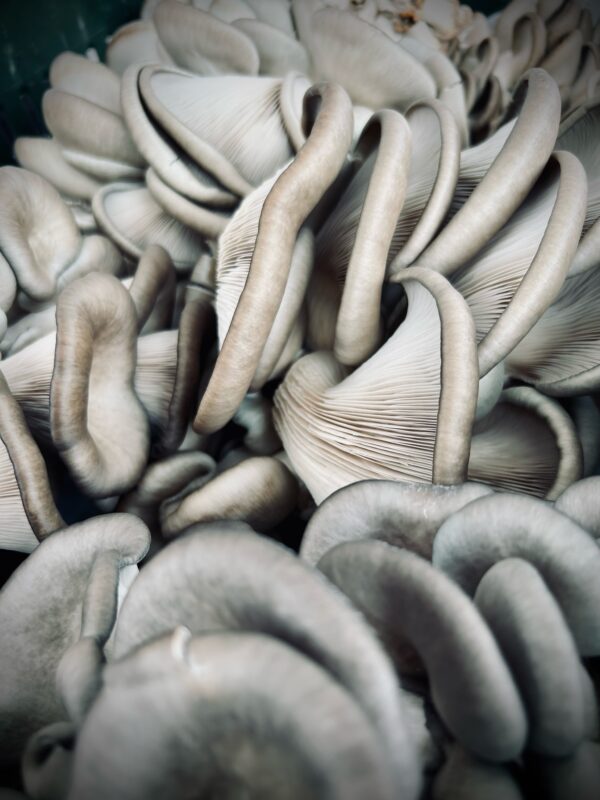 Blue Osyter Mushroom p/lb