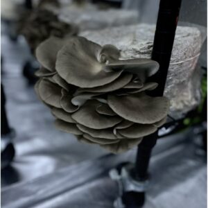 Brown Oyster p/lb