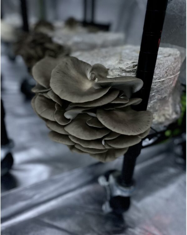 Brown Oyster p/lb