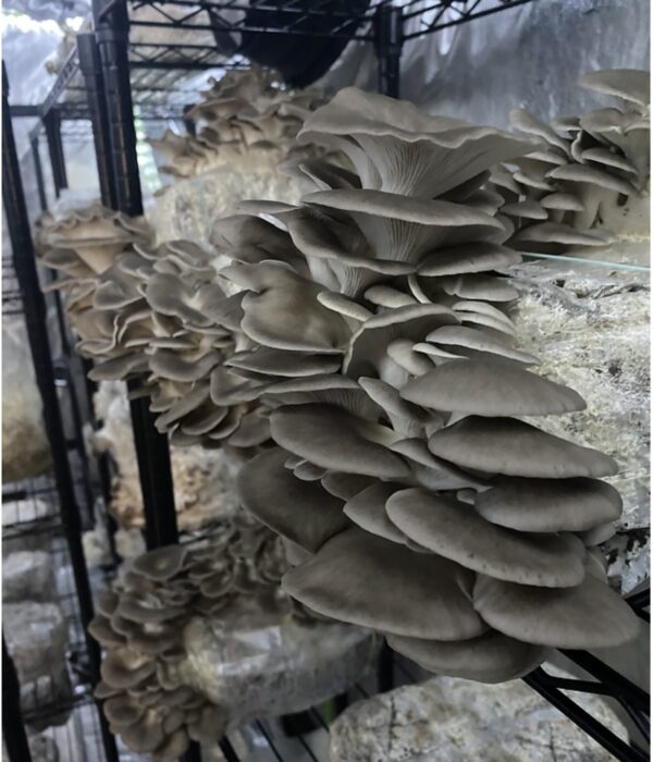 Brown Oyster p/lb - Image 2