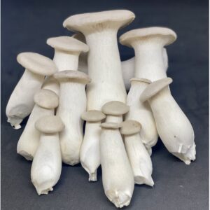 King Trumpet Mushroom p/lb
