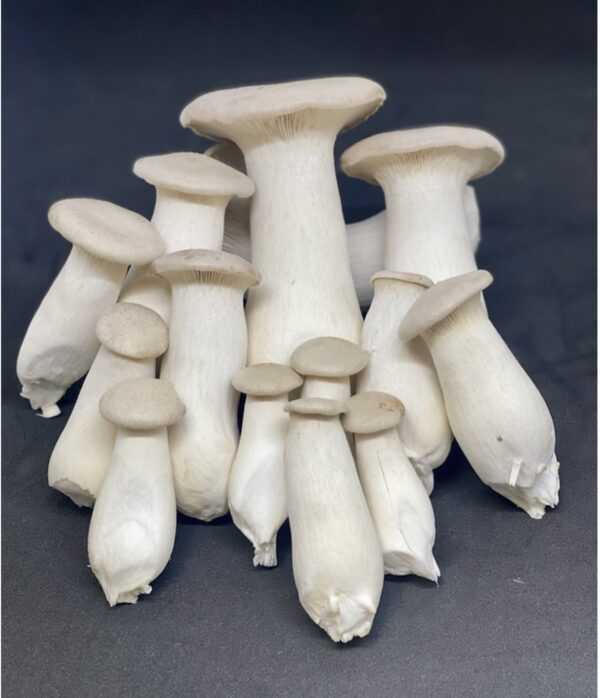 King Trumpet Mushroom p/lb