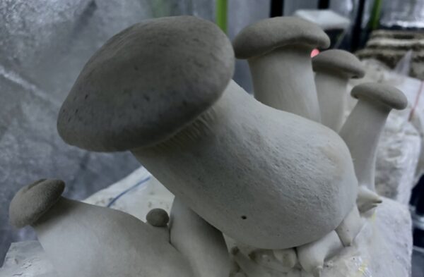 King Trumpet Mushroom p/lb - Image 2