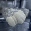 Lion's Mane p/lb - Image 2