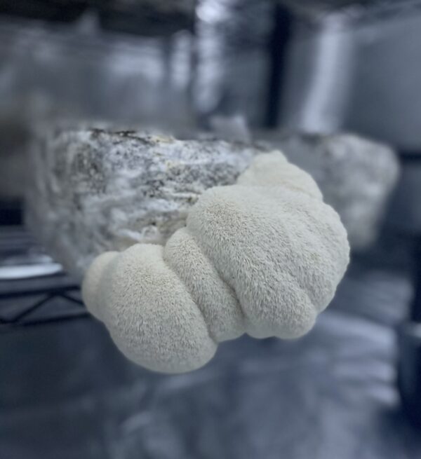 Lion's Mane p/lb - Image 2