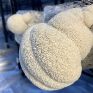 Lion's Mane p/lb