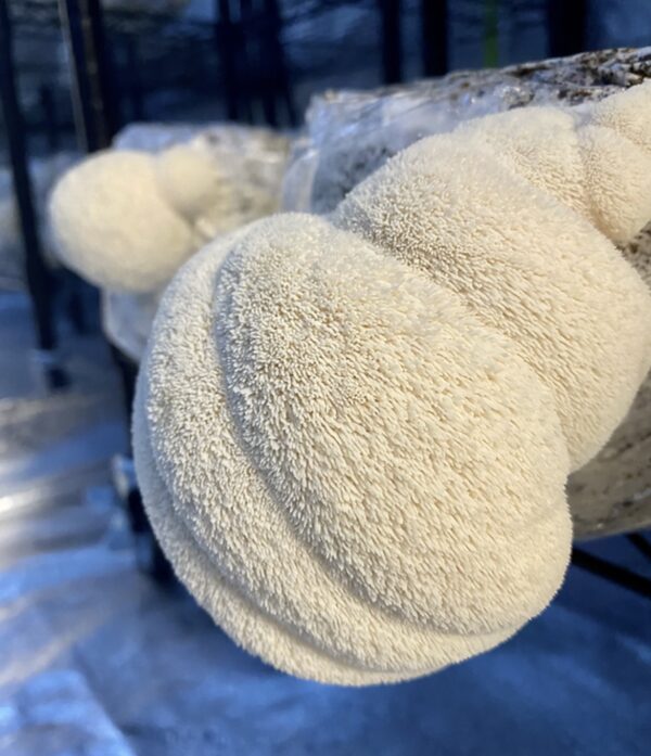 Lion's Mane p/lb